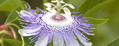 Zdravilna pasijonka (Passiflora incarnata)